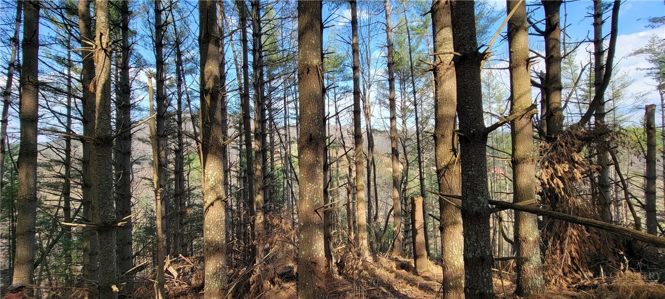 Image number 19 for the current listing
