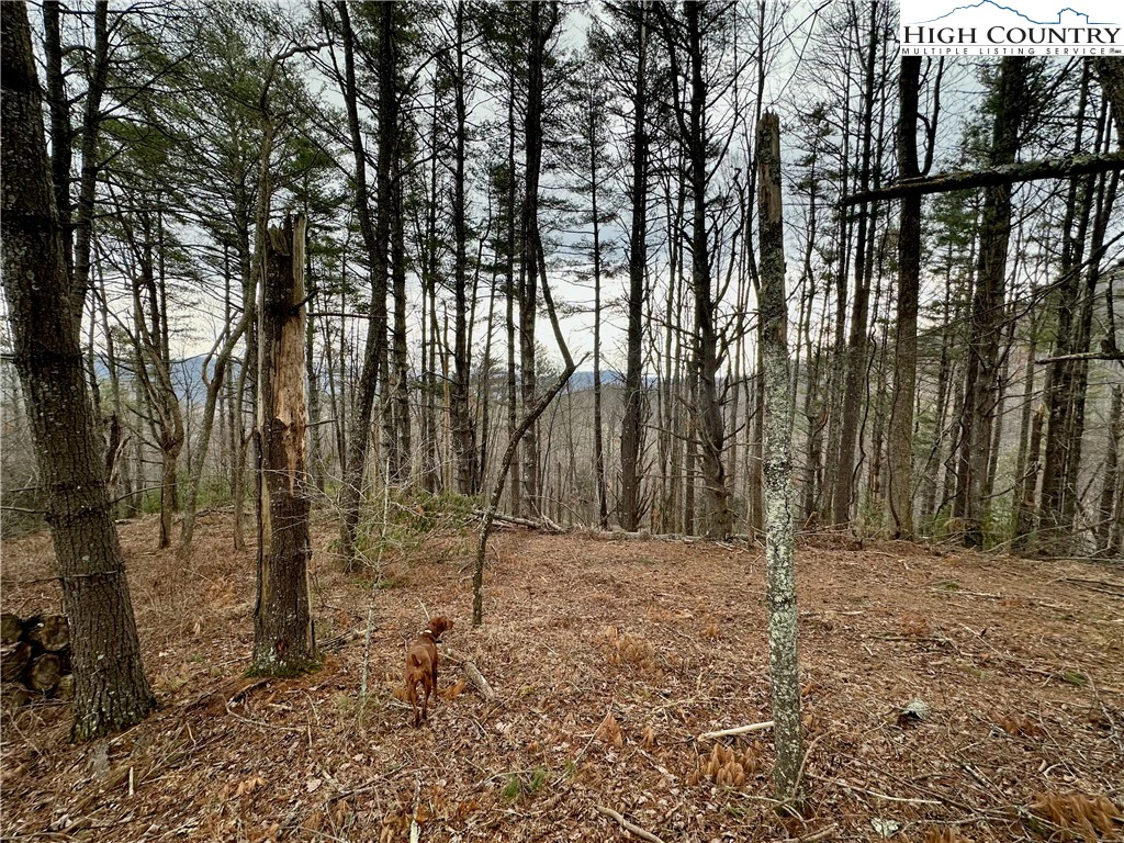 Image number 12 for the current listing