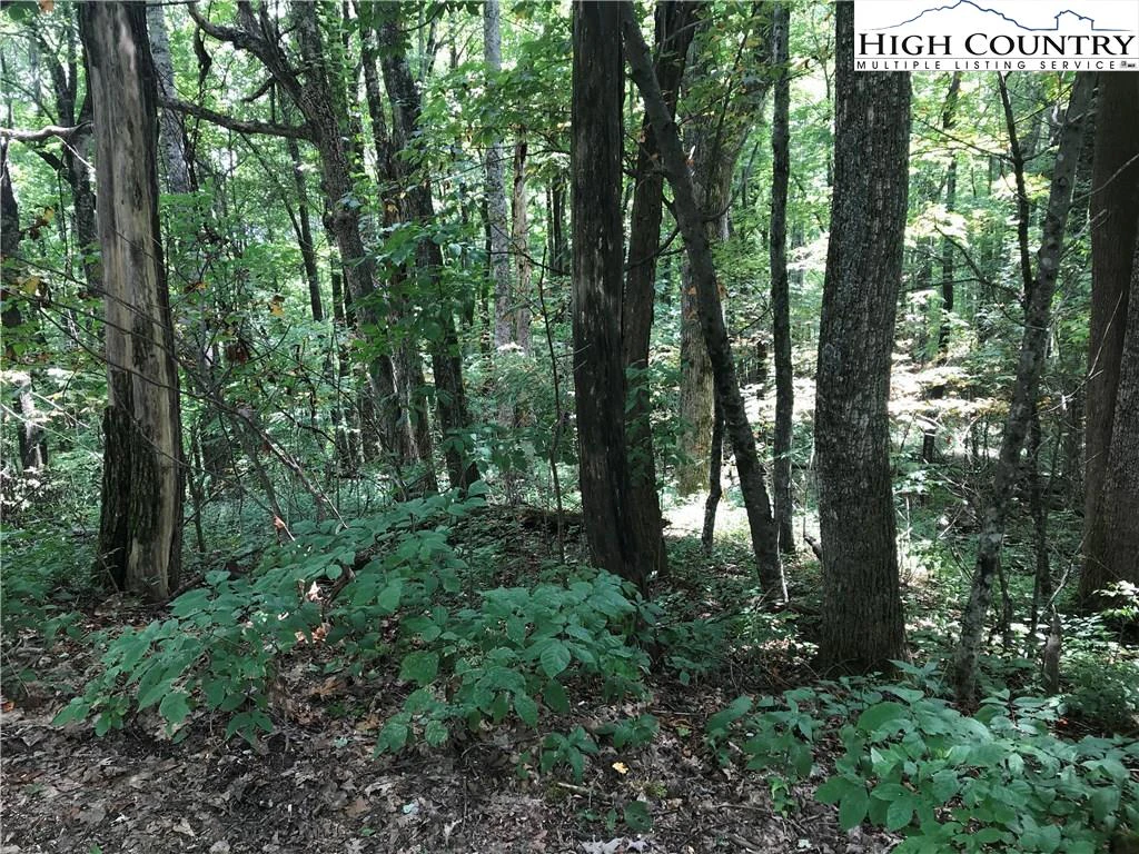 Image number 1 for the current listing