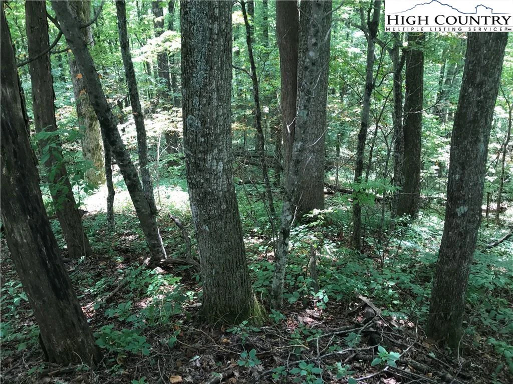 Image number 4 for the current listing