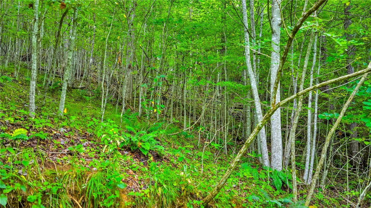 Image number 3 for the current listing