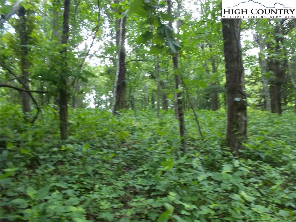 Image number 1 for the current listing
