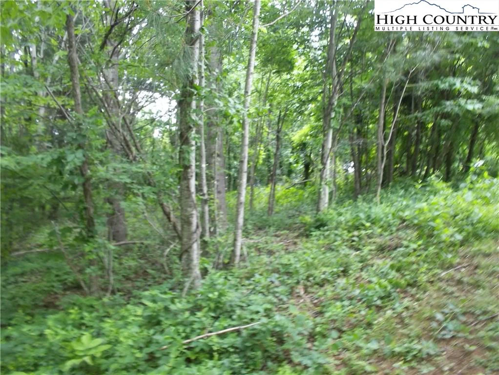 Image number 4 for the current listing