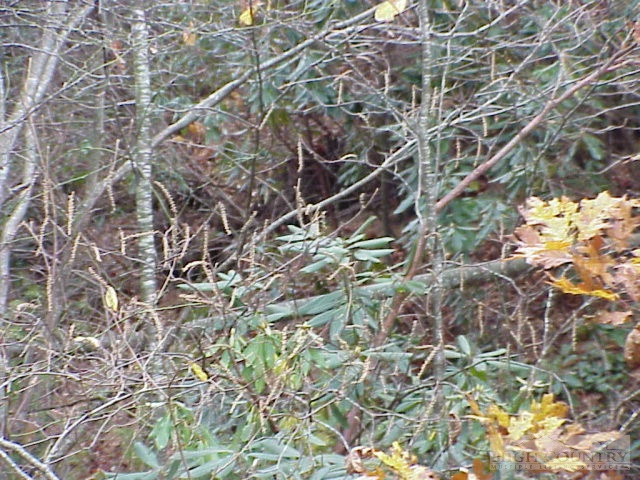Image number 1 for the current listing