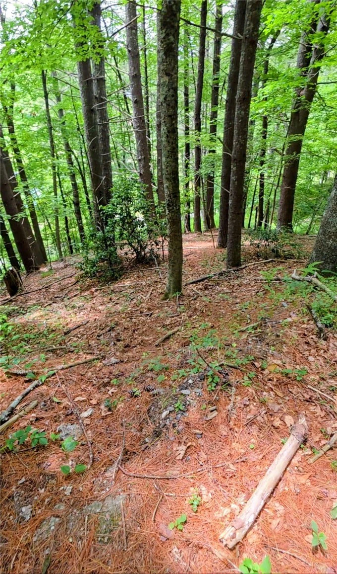 Image number 2 for the current listing