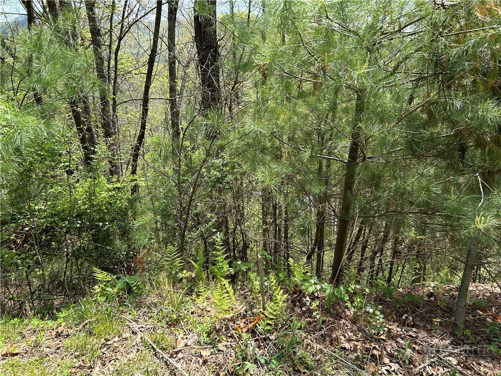 Image number 6 for the current listing