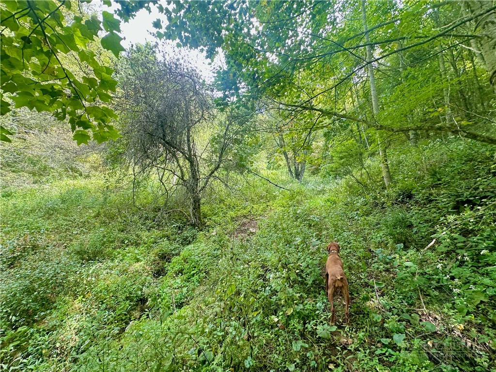 Image number 17 for the current listing