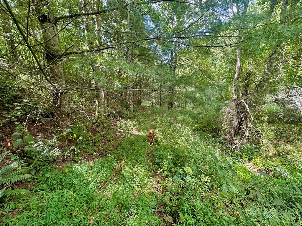 Image number 18 for the current listing