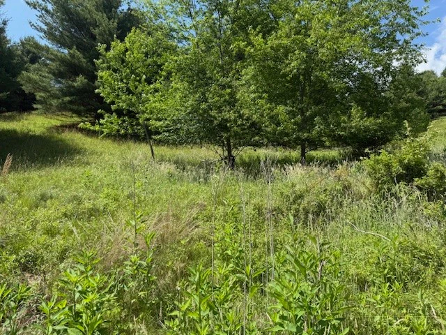 Image number 7 for the current listing