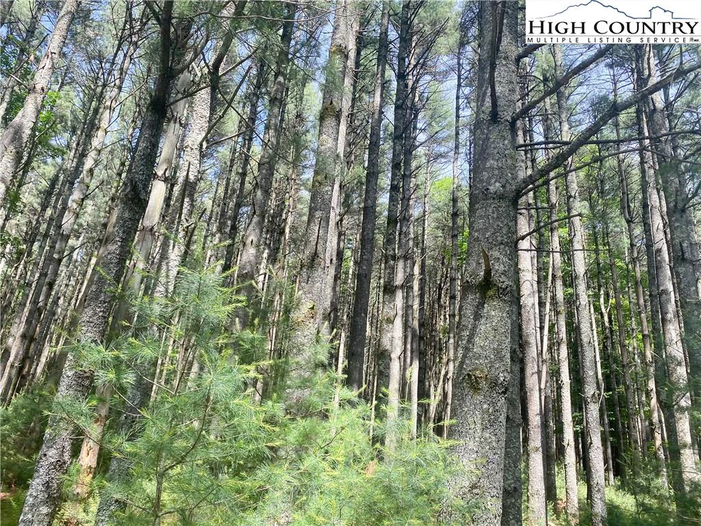 Image number 11 for the current listing
