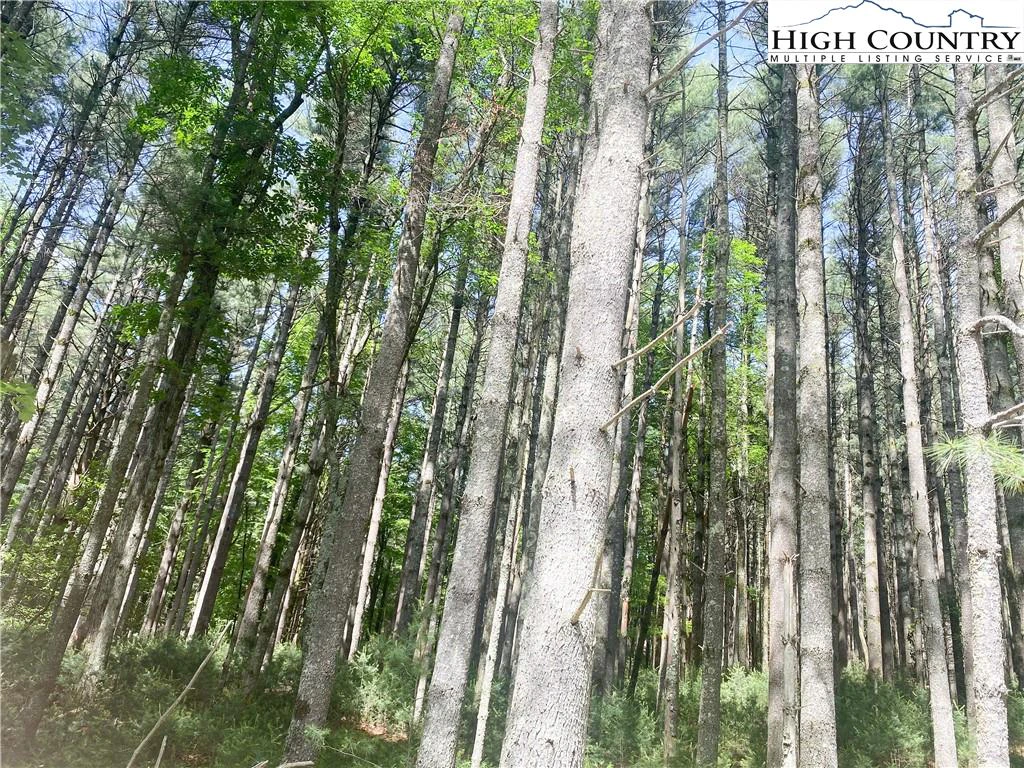 Image number 2 for the current listing