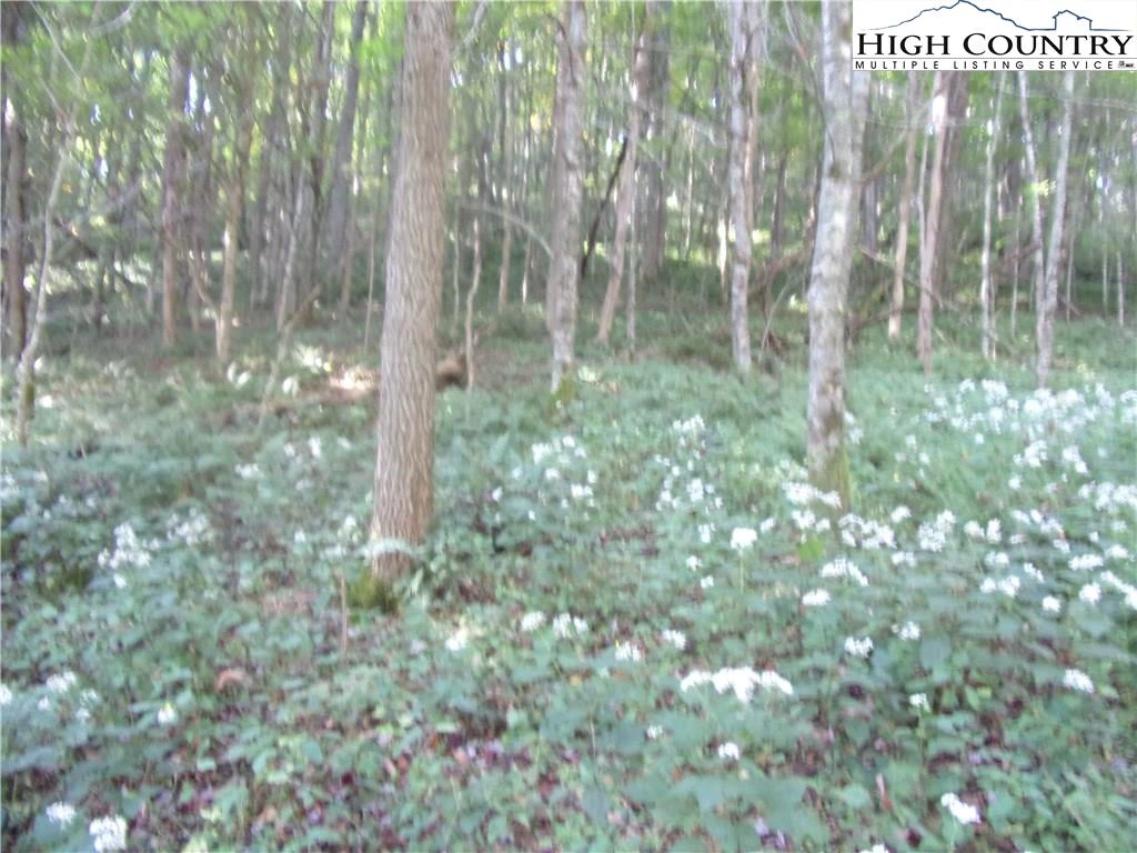 Image number 2 for the current listing
