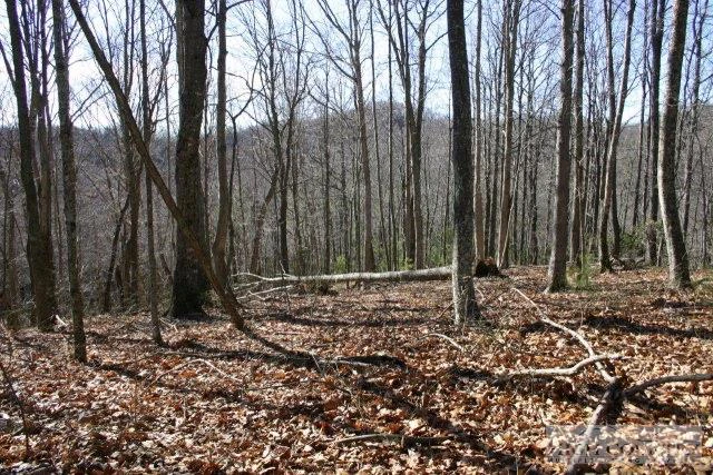 Image number 1 for the current listing