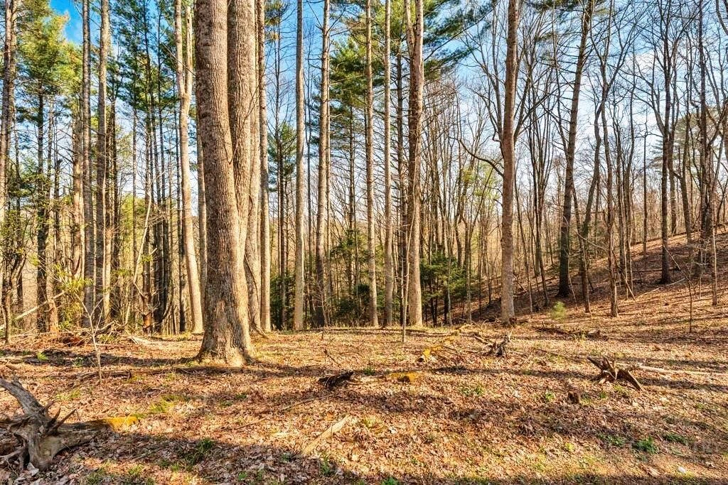Image number 1 for the current listing