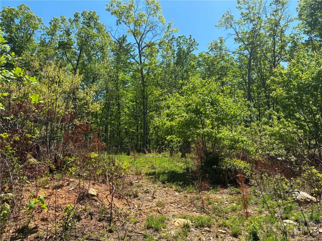 Image number 11 for the current listing