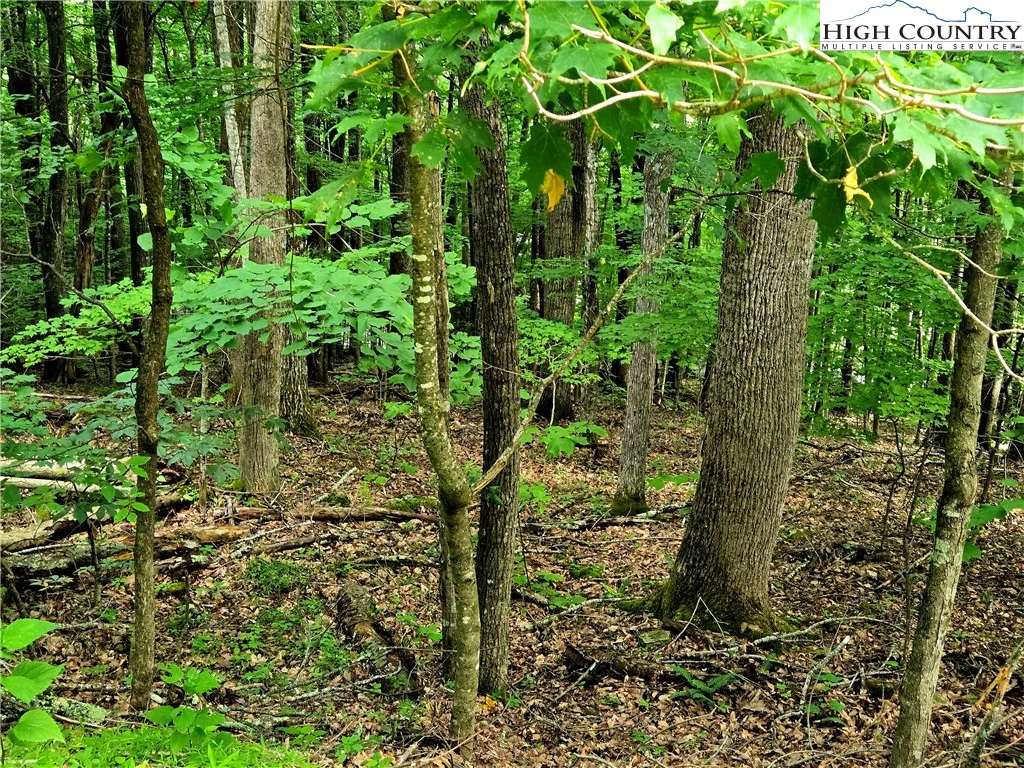 Image number 1 for the current listing