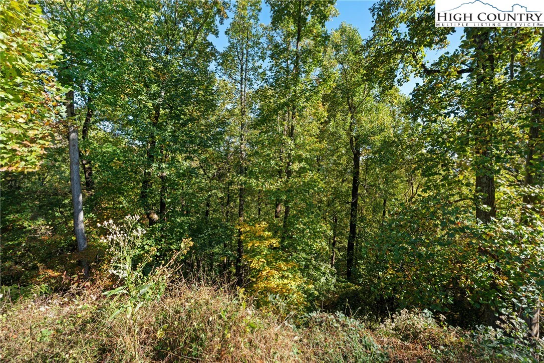 Image number 12 for the current listing