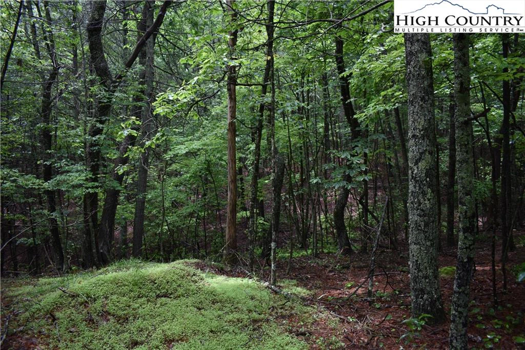 Image number 1 for the current listing