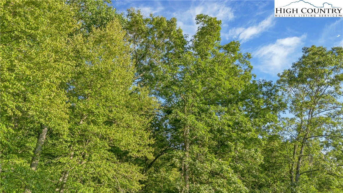 Image number 11 for the current listing