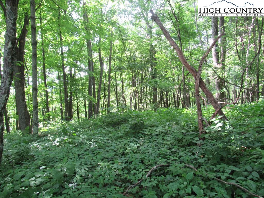 Image number 12 for the current listing