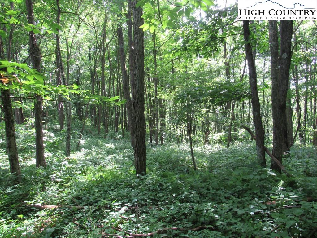 Image number 11 for the current listing