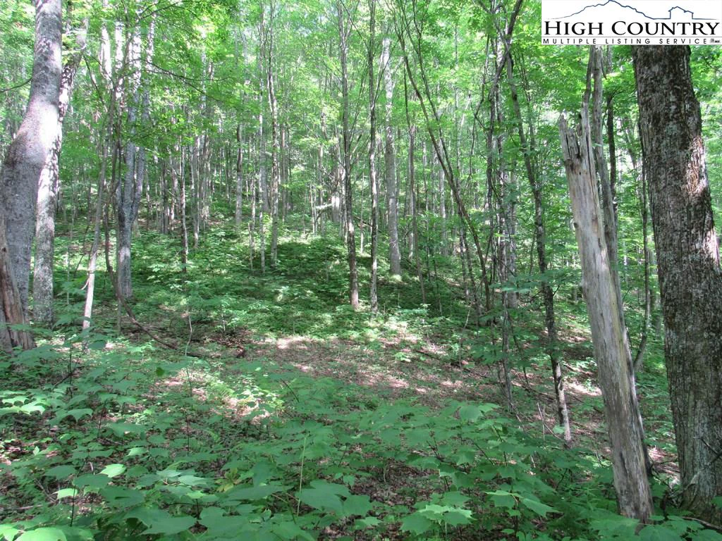 Image number 8 for the current listing