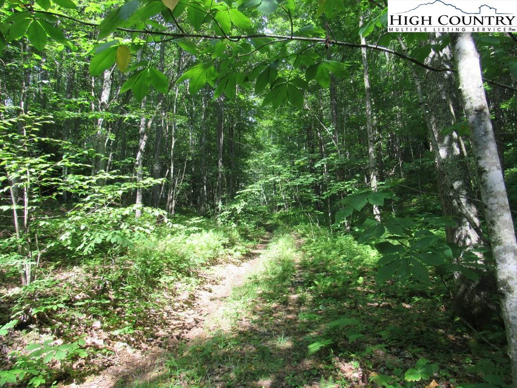 Image number 4 for the current listing