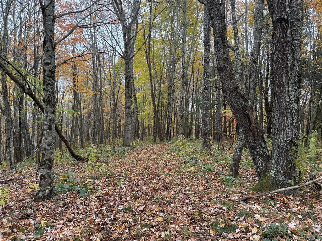 Image number 12 for the current listing
