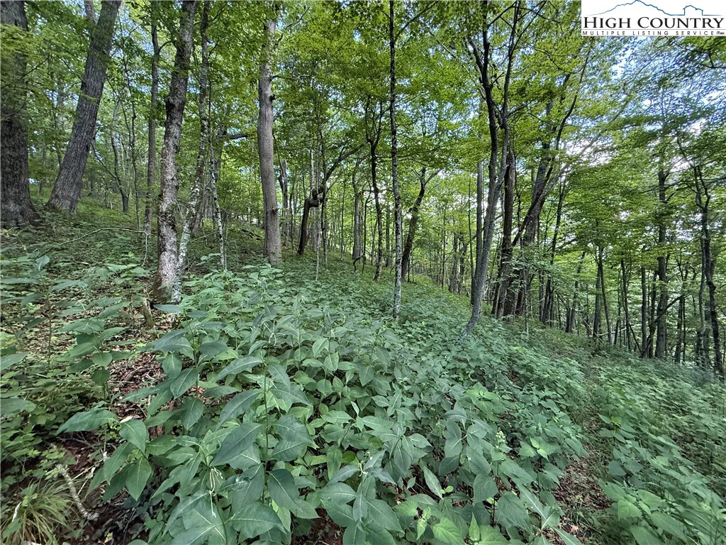 Image number 12 for the current listing