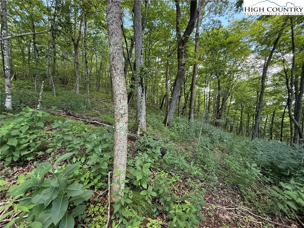Image number 11 for the current listing