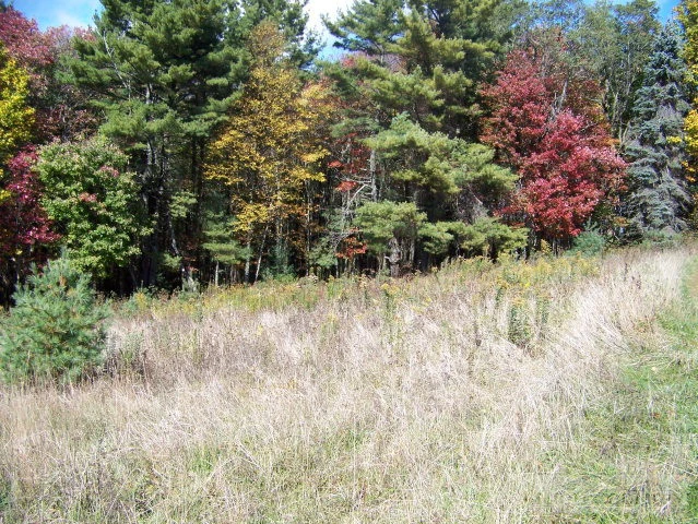 Image number 9 for the current listing