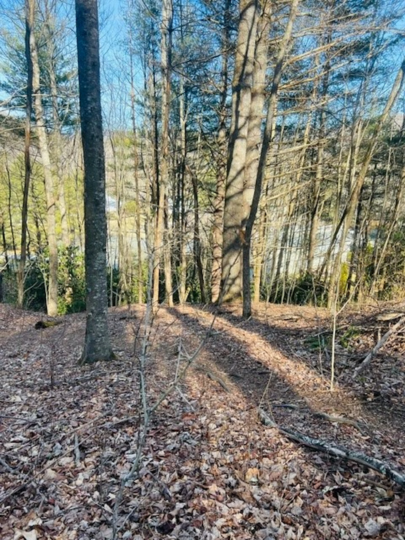Image number 1 for the current listing