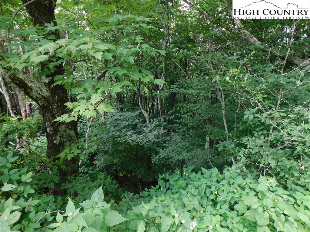 Image number 5 for the current listing