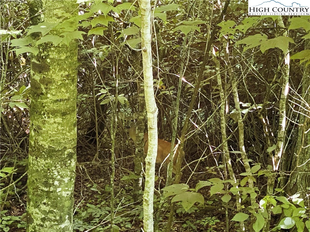 Image number 11 for the current listing