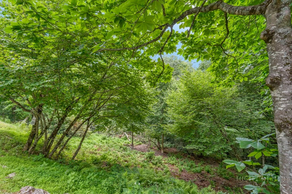 Image number 5 for the current listing