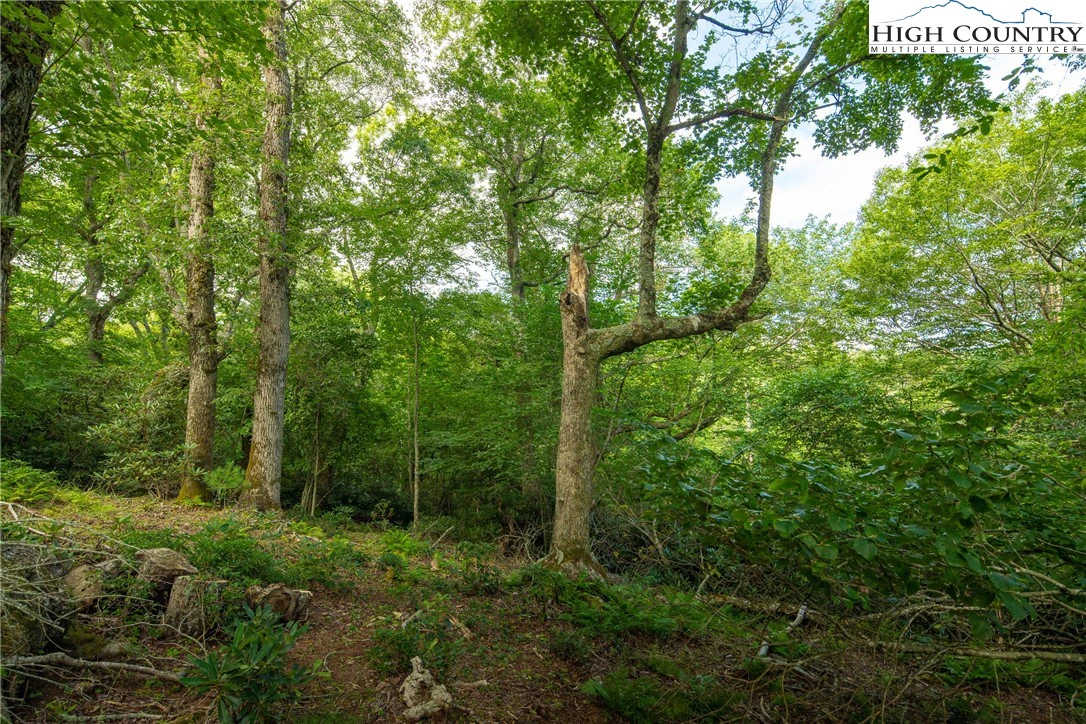 Image number 12 for the current listing