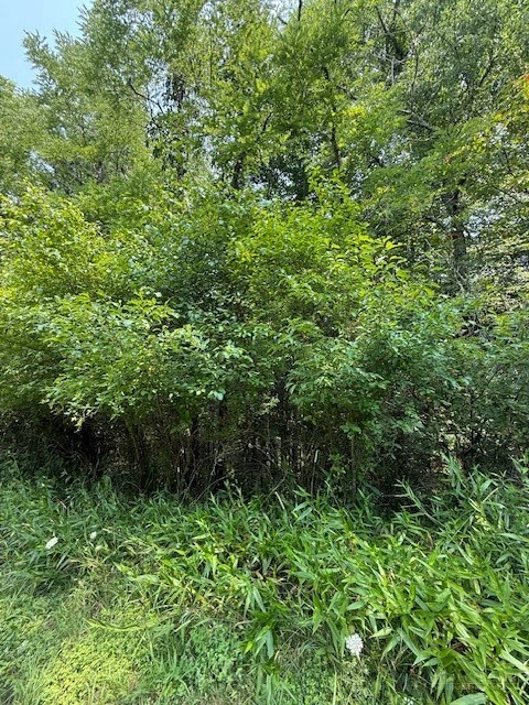 Image number 2 for the current listing