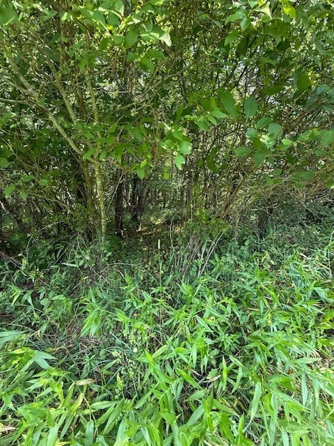 Image number 3 for the current listing