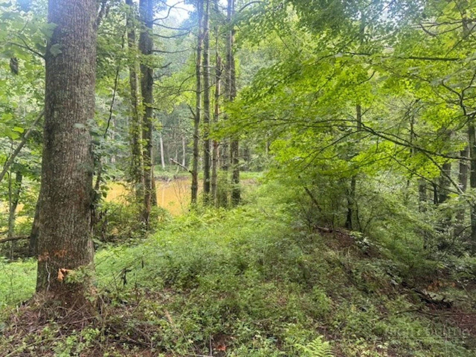 Image number 1 for the current listing