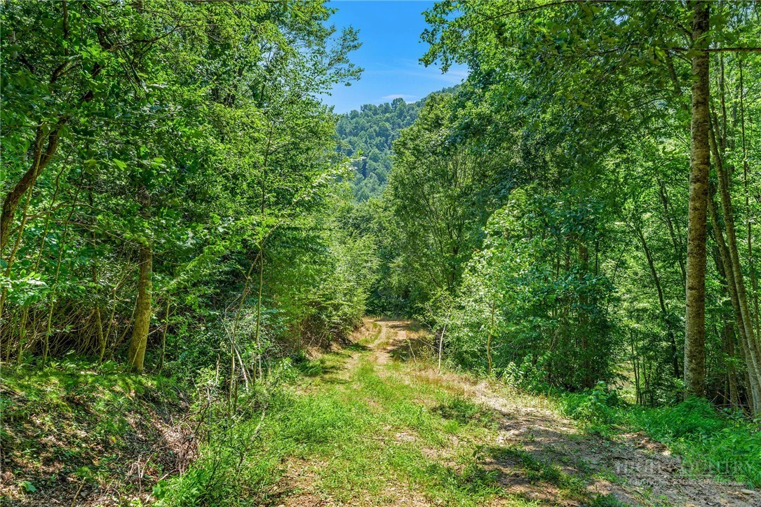 Image number 12 for the current listing