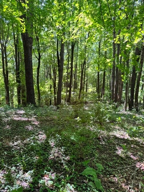 Image number 3 for the current listing
