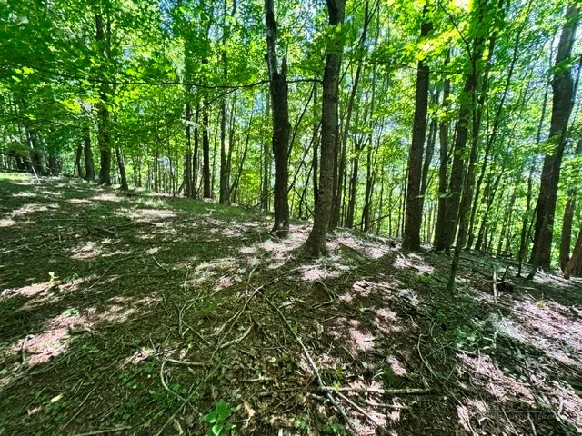 Image number 5 for the current listing