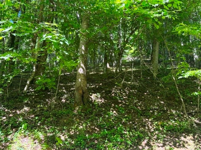 Image number 12 for the current listing