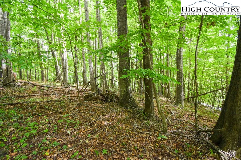 Image number 1 for the current listing