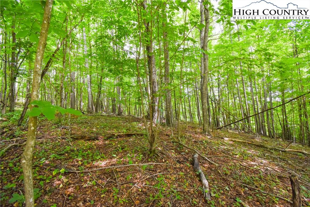 Image number 3 for the current listing