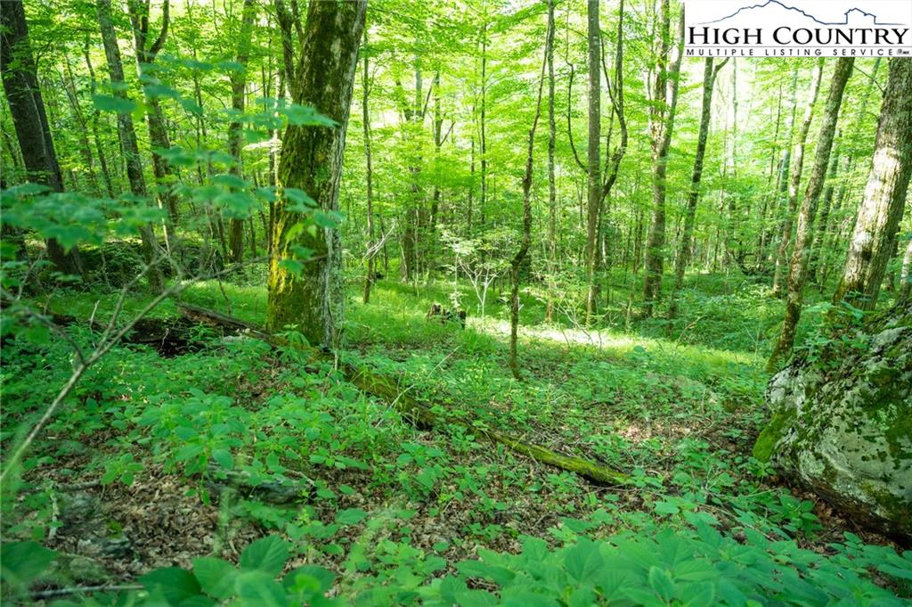Image number 3 for the current listing