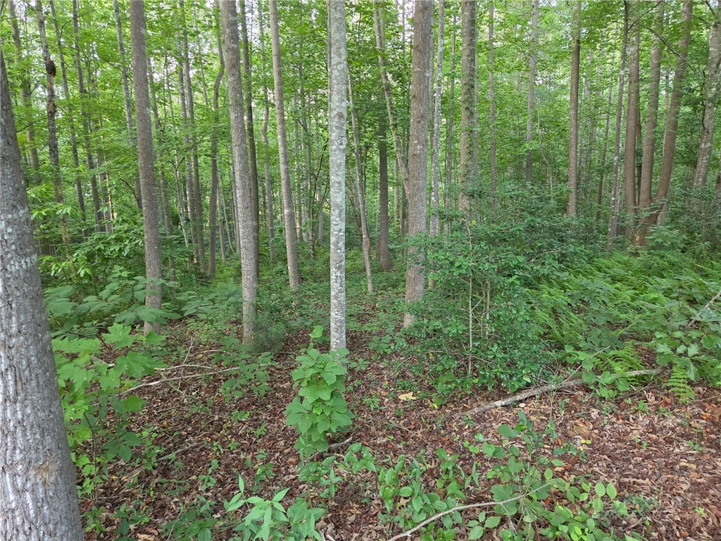 Image number 5 for the current listing