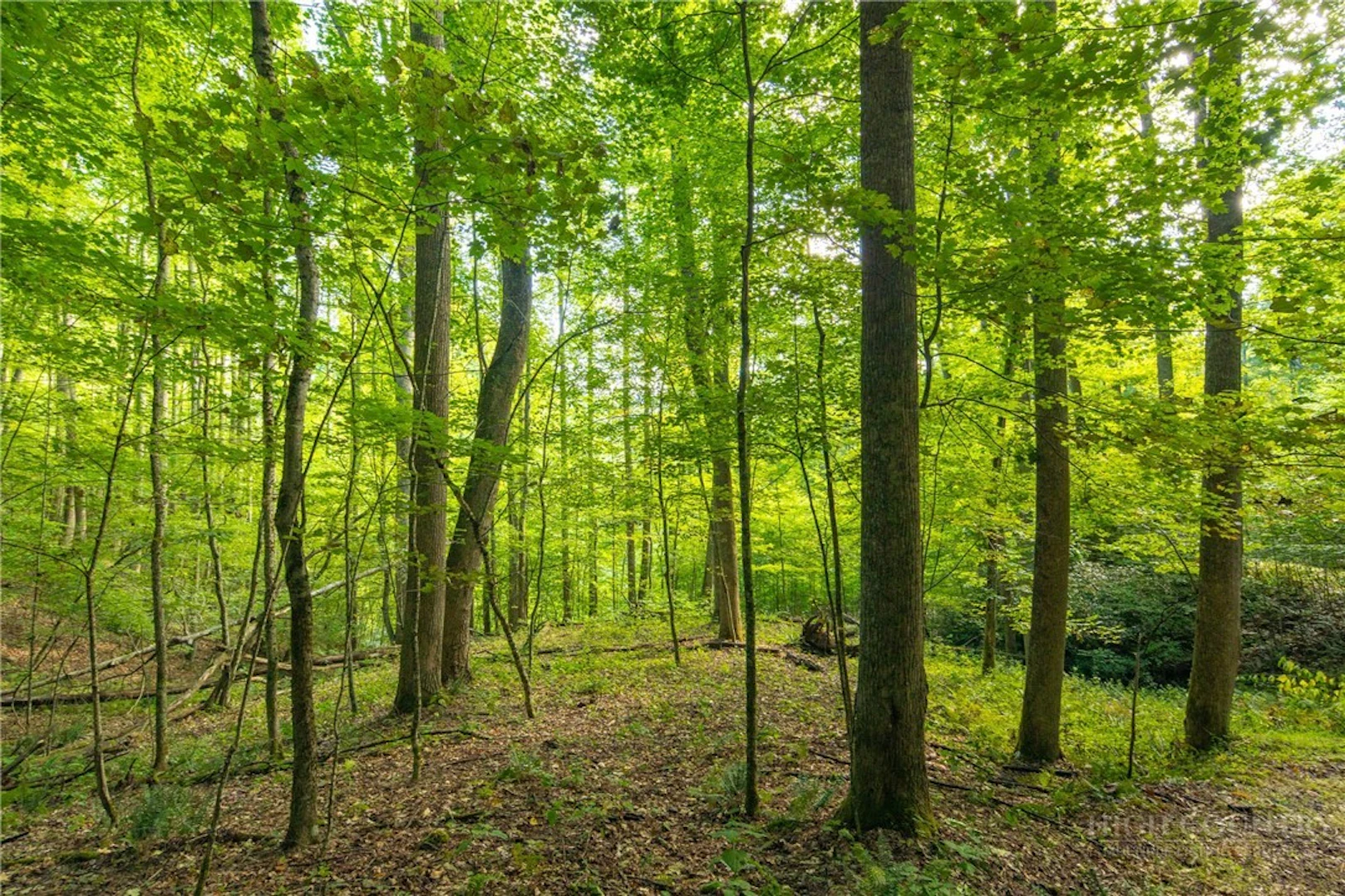 Image number 1 for the current listing