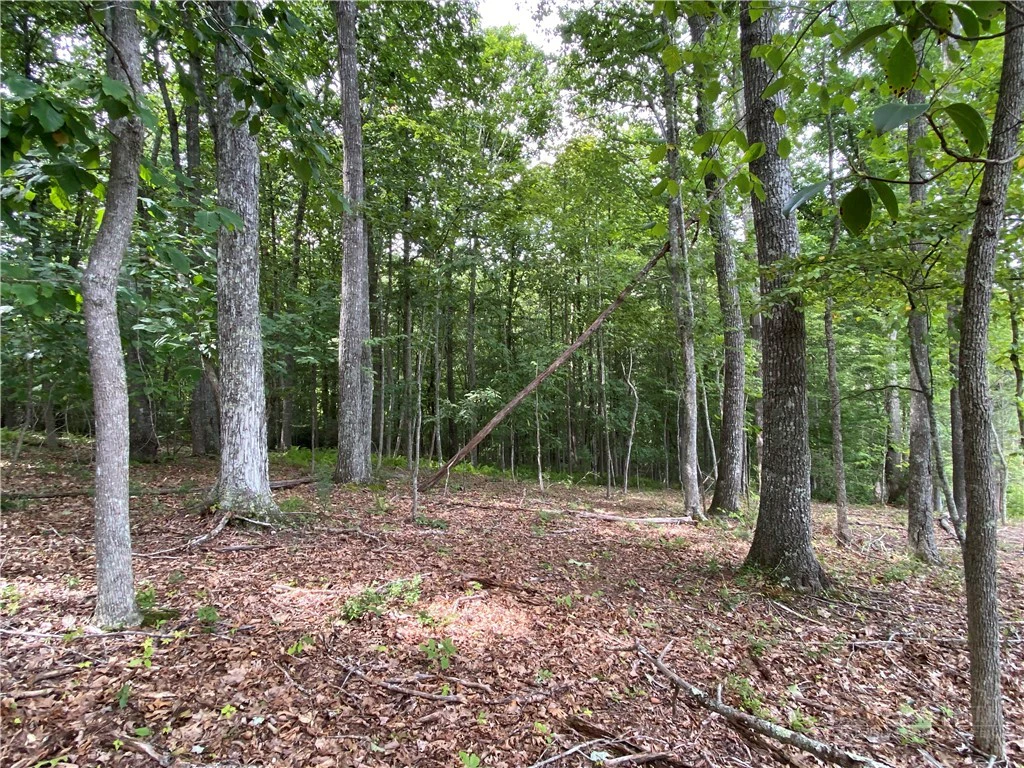 Image number 12 for the current listing