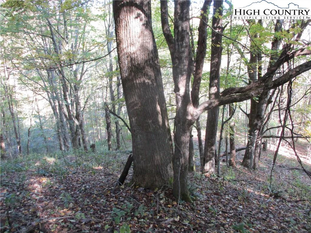 Image number 12 for the current listing